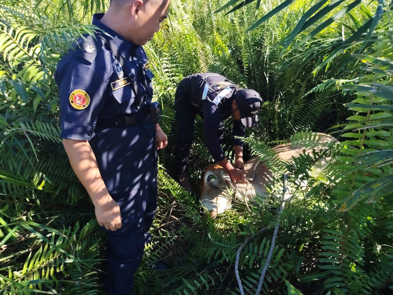 OPS LEMBU 4